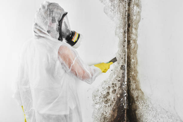 Trusted Laguna Vista, TX Mold Removal Experts